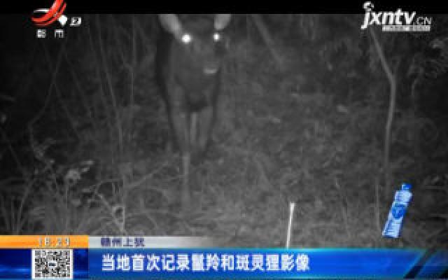 赣州上犹：当地首次记录鬛羚和斑灵狸影像