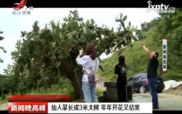 重庆：仙人掌长成3米大树 年年开花又结果