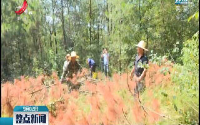 抚州东乡：计划三年投资1600万防治松材线虫病