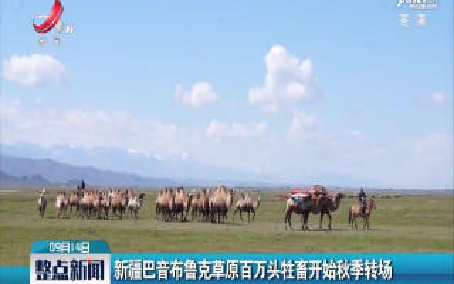 新疆巴音布鲁克草原百万头牲畜开始秋季转场 