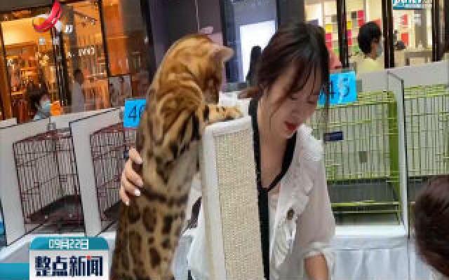 武汉“猫选美”大赛拉近疫情后公众与猫的距离