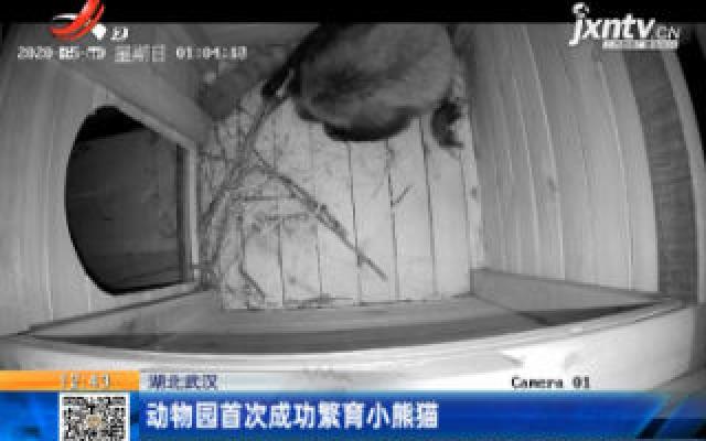 湖北武汉：动物园首次成功繁育小熊猫