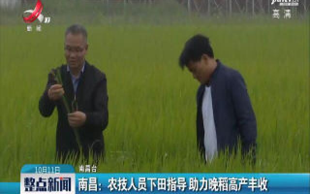 南昌：农技人员下田指导 助力晚稻高产丰收