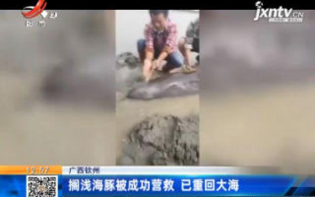 广西钦州：搁浅海豚被成功营救 已重回大海