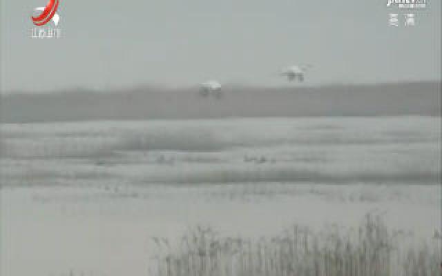 首批白鹤抵达鄱阳湖越冬