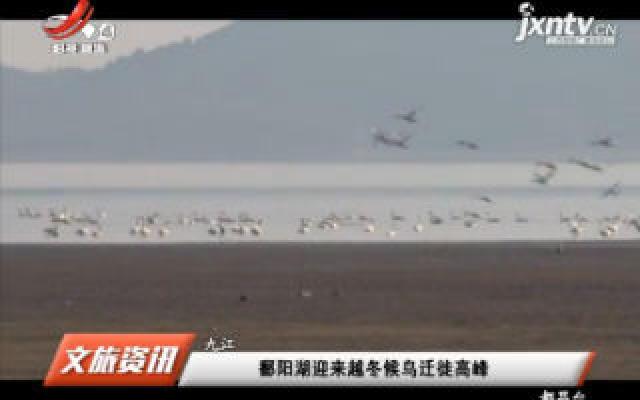九江：鄱阳湖迎来越冬候鸟迁徙高峰