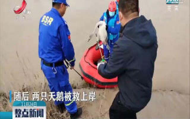 内蒙古：两只受伤天鹅获救 多亏了他们